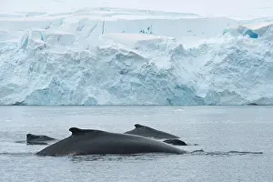 Novaengliae: Antarctic Peninsula, Gerlache Strait. A