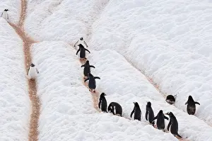 Gentoo: Antarctic Peninsula, Neko Harbour. Gentoo