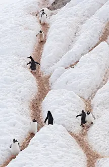 Gentoo: Antarctic Peninsula, Neko Harbour. Gentoo