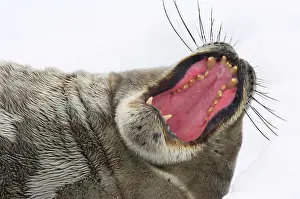 Napping: Antarctic Peninsula, Neko Harbour. Weddell