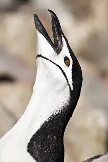 Conserve: Antarctic Peninsula, South Shetland Islands