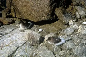Thalassoica: Antarctic Petrel - with eggs on scullin monolith