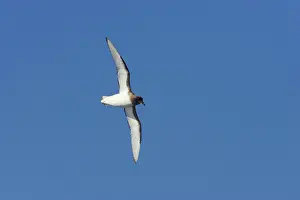 Thalassoica: Antarctic Petrel - in flight over sea