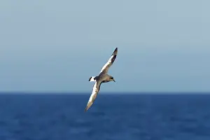 Thalassoica: Antarctic Petrel - in flight over sea