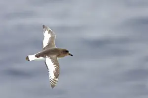 Thalassoica: Antarctic Petrel - in flight over sea