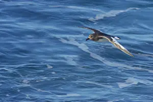 Thalassoica: Antarctic Petrel - in flight over sea