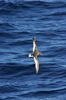 Thalassoica: Antarctic Petrel - in flight over sea