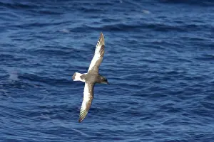 Thalassoica: Antarctic Petrel - in flight over sea