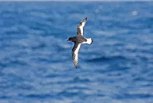 Trailing: Antarctic Petrel - In flight over sea showing white