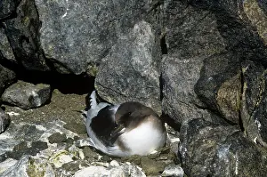 Thalassoica: Antarctic Petrel - Incubating eggs