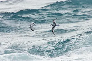 Prions: Antarctic Prion - In flight over sea