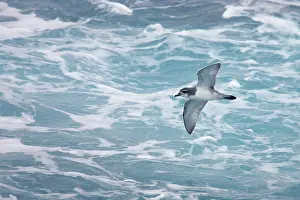Prions: Antarctic Prion - In flight over sea
