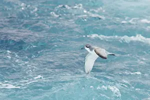 Prions: Antarctic Prion - In flight over sea