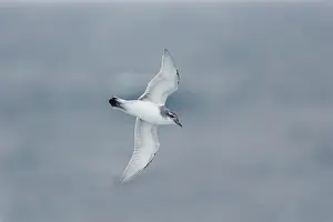 Pachyptila: Antarctic Prion - in flight over sea