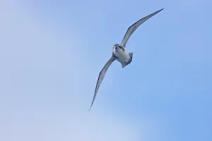 Pachyptila: Antarctic Prion - in flight over sea