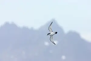 Prions: Antarctic Prion - In flight with South Georgia