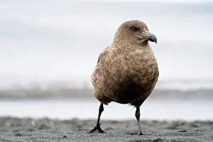 Bonxie: Antarctic Skua