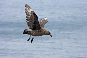 Catharacta: Antarctic Skua - in flight