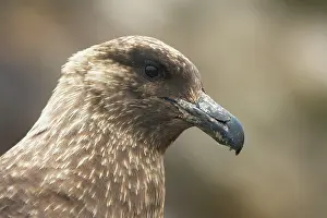 Catharacta: Antarctic Skua - head