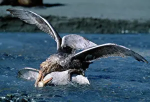 Halli: Antarctic / Southern Giant-Petrel - (Green bill