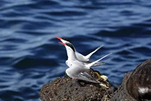 Subantarctic: Antarctic Tern