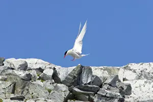 Vittata: Antarctic Tern - coming in to land at breeding site