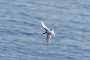 Vittata: Antarctic Tern - in flight