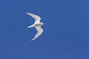Vittata: Antarctic Tern - in flight