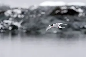 Vittata: Antarctic Tern in flight