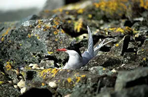 Vittata: ANTARCTIC TERN - ON NEST IN ROCK