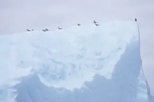 Vittata: Antarctic Tern - resting on iceberg