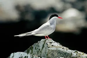 Vittata: Antarctic Tern (Sterna vittata)