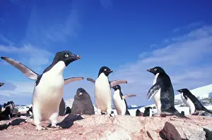 Flipper: Antarctica, Adelie Penguin (Pygoscelis adeliae)