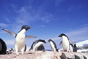 Lemaire: Antarctica, Adelie Penguin (Pygoscelis adeliae)