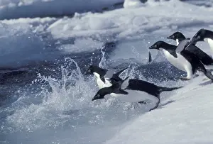 Photographic: Antarctica. Adelie penguins Antarctica Adelie penguins