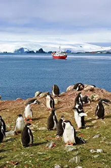 Cruising: Antarctica, Aitcho Islands. Exploring gentoo