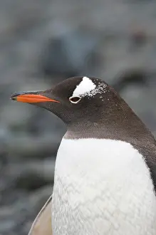 Aitcho: Antarctica, Aitcho Islands. Gentoo penguin