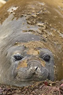 Aitcho: Antarctica, Aitcho Islands. Southern elephant