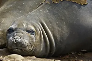 Wrinkle: Antarctica, Aitcho Islands. Southern elephant