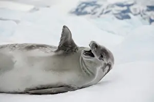 Lobodon: Antarctica, Antarctic Penninsula, Antarctic