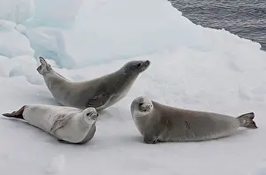 Lobodon: Antarctica, Antarctic Penninsula, Antarctic