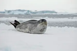 Hydrurga: Antarctica, Antarctic Penninsula, Antarctic