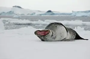 Hydrurga: Antarctica, Antarctic Penninsula, Antarctic