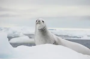 Lobodon: Antarctica, Antarctic Penninsula, Antarctic