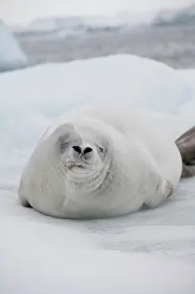 Lobodon: Antarctica, Antarctic Penninsula, Antarctic