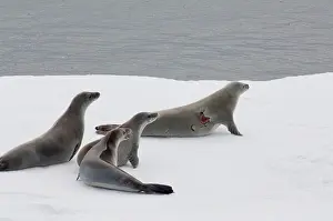 Wounded: Antarctica, Antarctic Penninsula, Antarctic