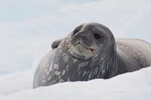Leptonychotes: Antarctica, Antarctic Penninsula. Antarctica
