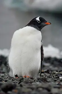 Penninsula: Antarctica, Antarctic Penninsula, Brown
