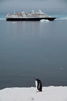 Cruising: Antarctica, Antarctic Penninsula, Brown