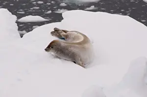 Lobodon: Antarctica, Antarctic Penninsula. Crabeater